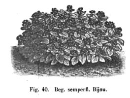 B. ‘Bijou’